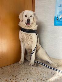 Whisky abbandonato solo in strada