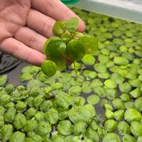 Limnobium Laevigatum frogbit amazzonica pianta acq