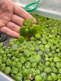 Limnobium Laevigatum frogbit amazzonica pianta acq