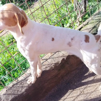 Segugio istriano da cinghiale