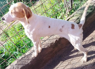 Segugio istriano da cinghiale