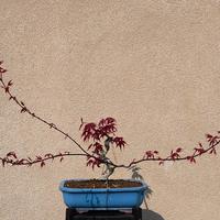 pre bonsai di acero deshojio