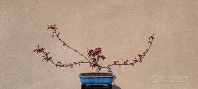 pre bonsai di acero deshojio