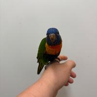 Pullo lori arcobaleno