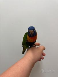 Pullo lori arcobaleno