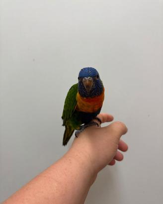 Pullo lori arcobaleno
