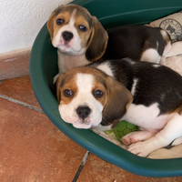 Beagle cuccioli