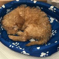 Cucciolo barboncino toy