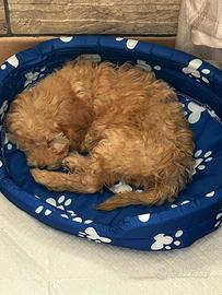 Cucciolo barboncino toy