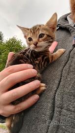 CUCCIOLO gatto BENGALA MARBLE maschio