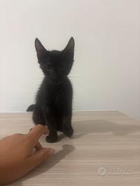 Cuccioli di gatto