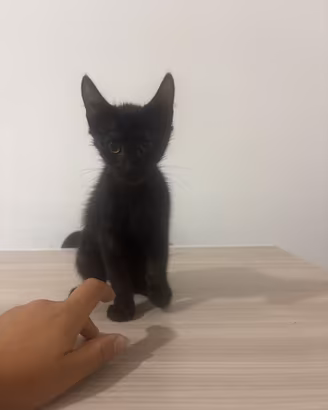 Cuccioli di gatto