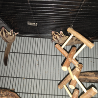 Petauri dello zucchero