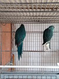 Coppia di kakariki blu