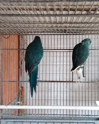 Coppia di kakariki blu