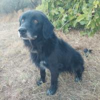 Cane meticcio labrador di 7 anni