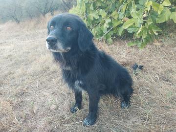 Cane meticcio labrador di 7 anni