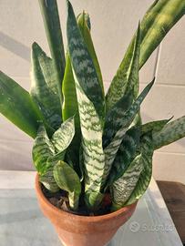 Pianta di Sansevieria 