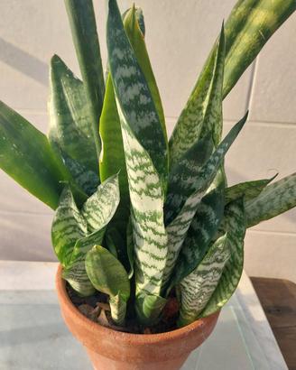 Pianta di Sansevieria 