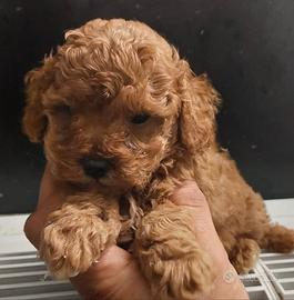 Maltipoo bruwn