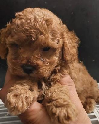 Maltipoo bruwn