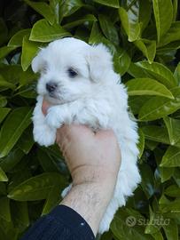 Cuccioli di maltese mini Toy