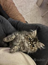 Gattina Persiana Blue Point