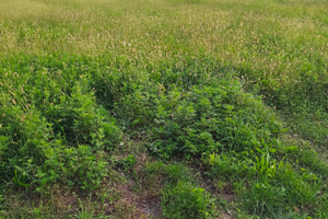 Terreno pianeggiante e cintato