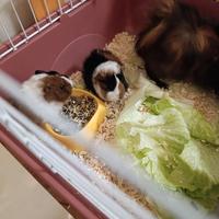 Conigli d'india o Cavia