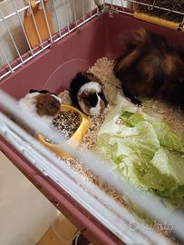 Conigli d'india o Cavia