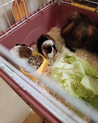 Conigli d'india o Cavia