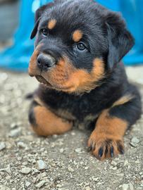 Rottweiler cuccioli