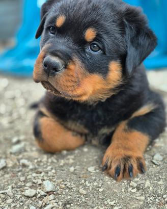 Rottweiler cuccioli