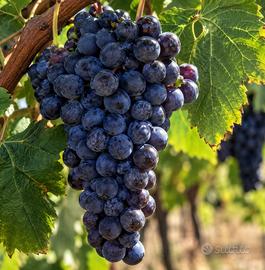 Uva Aglianico di Taurasi, campi taurasini