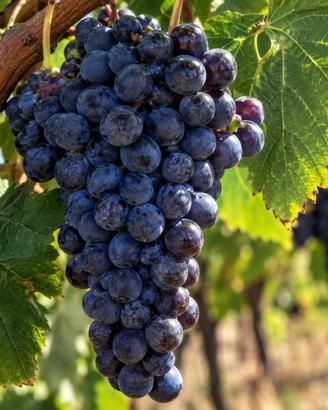 Uva Aglianico di Taurasi, campi taurasini