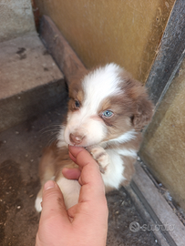 Australian shepherd con pedigree Maschio