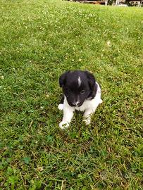 Cuccioli di Border Collie