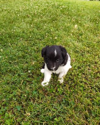 Cuccioli di Border Collie
