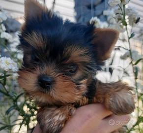 Cuccioli yorkshire taglia molto piccola