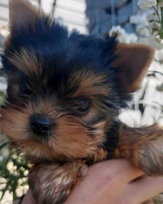 Cuccioli yorkshire taglia molto piccola
