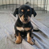 Cucciola bassotto mix