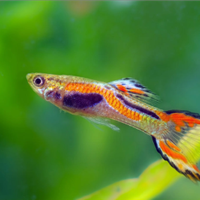 Pesce Guppy