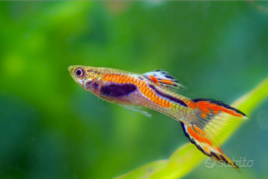 Pesce Guppy
