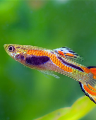 Pesce Guppy