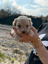 Maltipoo nano