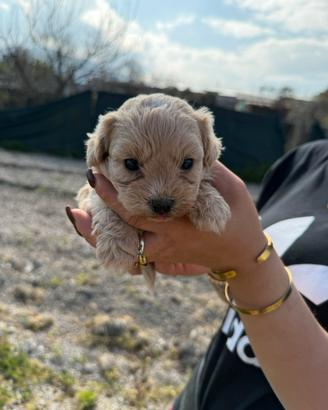 Maltipoo nano