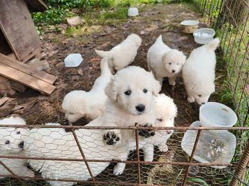 Cuccioli pastore maremmano