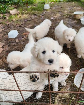 Cuccioli pastore maremmano