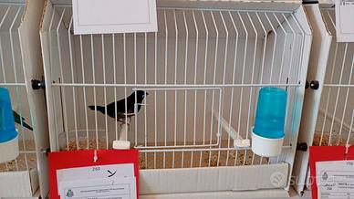 Diamanti di gould