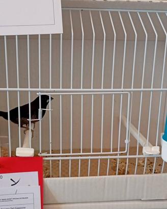 Diamanti di gould